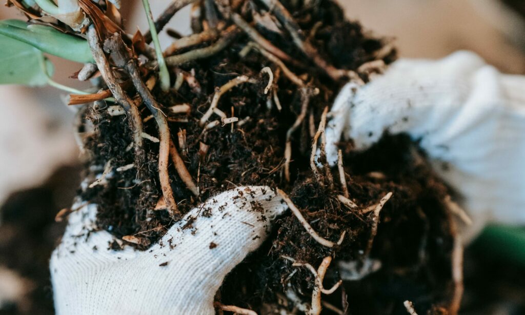 nitrogen-fixing bacteria roots of plant
