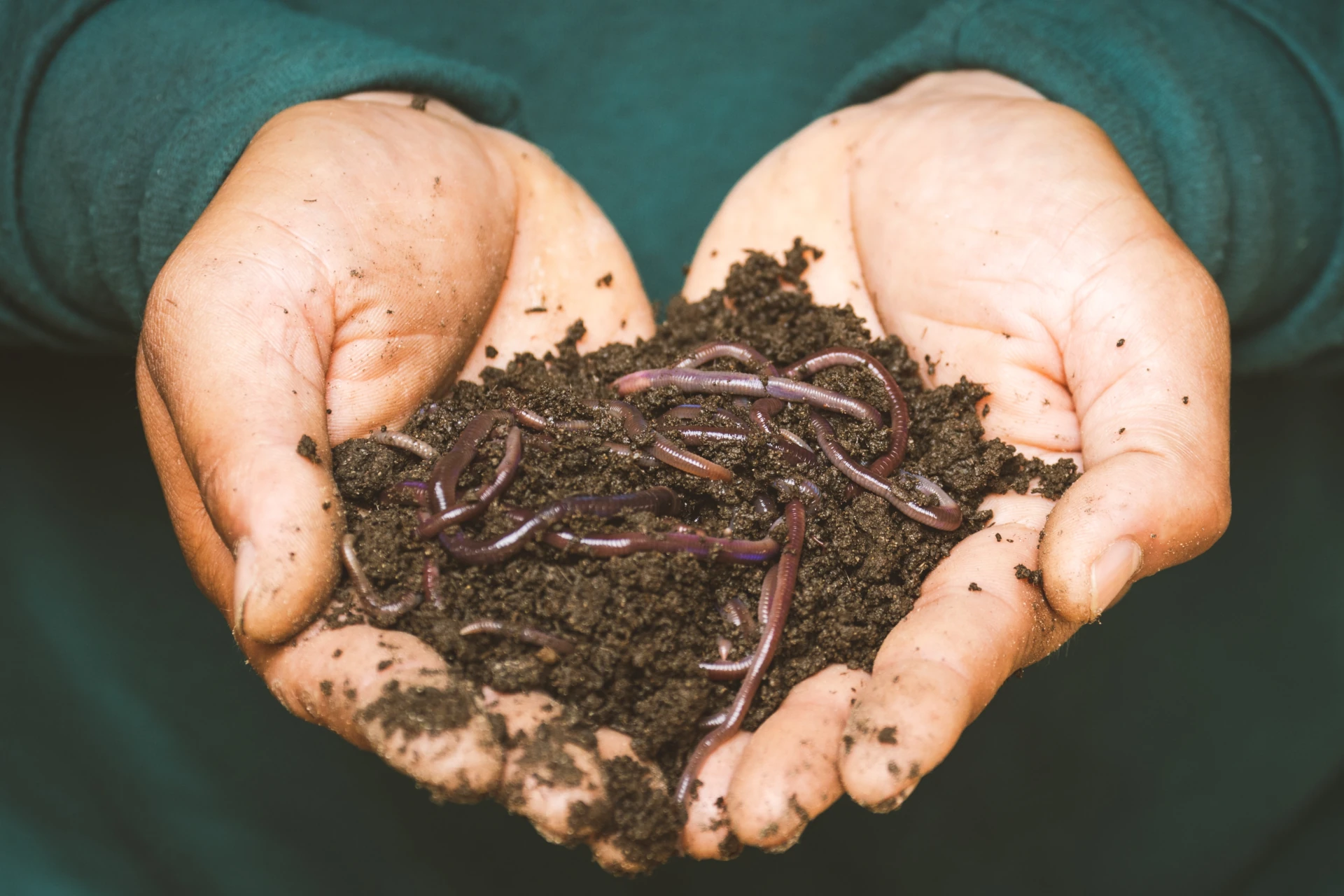 Worms play a crucial role in soil biology and are soil microbes key partner.