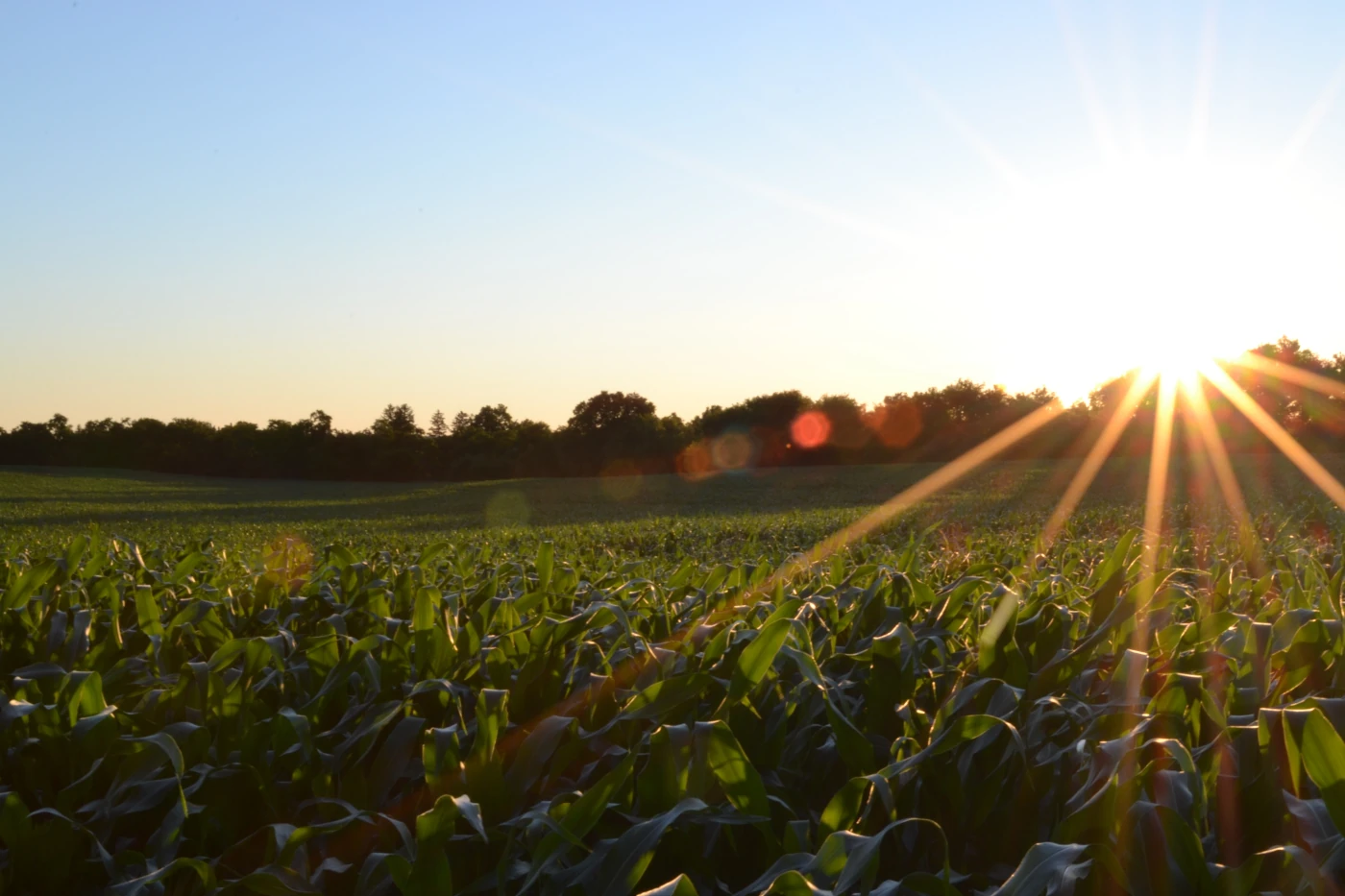 Farmland horizon with the sun shining brightly.
