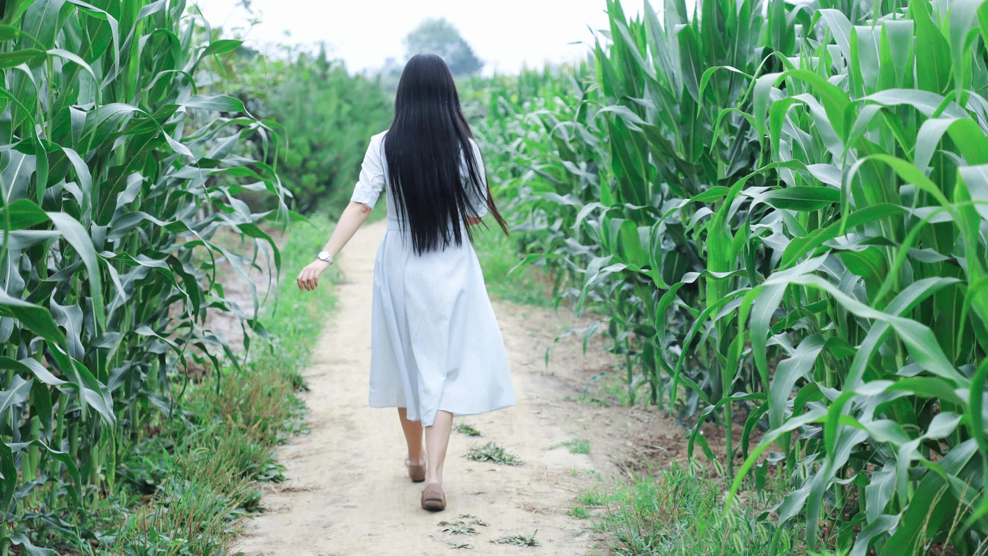 Woman walking through a corn crop field.